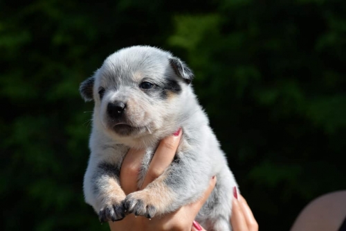 HOLY - female - 3 weeks old